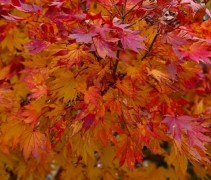 Acer shirasawanum 'Jordan' herfst