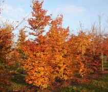 Fagus sylvatica 'Atropunicea' in herfstkleuren