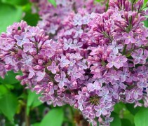 Syringa vulgaris 'Rhum von Horstenstein'