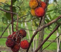 Arbutus unedo - Aardbeiboom - 9