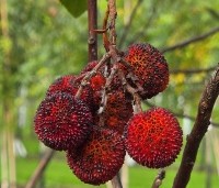 Arbutus unedo - Aardbeiboom - 8