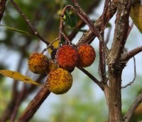 Arbutus unedo - Aardbeiboom - 7