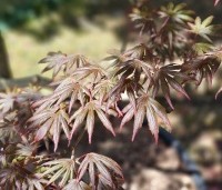 Acer palmatum 'Trompenburg' - Japanse Esdoorn 'Trompenburg' - 2