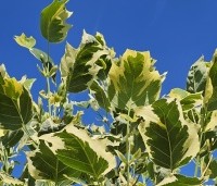 Liriodendron tulipifera 'Snowbird' - Tulpenboom 'Snowbird' - 10