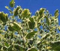 Liriodendron tulipifera 'Snowbird' - Tulpenboom 'Snowbird' - 9