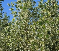 Liriodendron tulipifera 'Snowbird' - Tulpenboom 'Snowbird' - 8