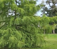 Taxodium distichum - Moerascypres - 2