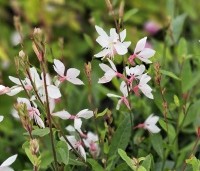 Gaura lindheimeri 'Whirling Butterflies' - Prachtkaars - 2
