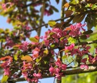 Malus toringo 'Scarlett' - Roodbladige sierappel 'Scarlett' - 2