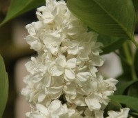 Syringa vulgaris 'Madame Lemoine'  - Sering 'Madame Lemoine'  - 5