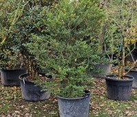 Ilex crenata 'Green Hedge' - Japanse hulst - struik