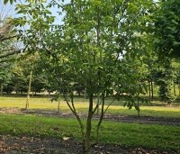 Juglans regia 'Buccaneer' - Walnoot - 1