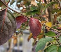 Cornus kousa - Japanse grootbloemige Kornoelje - 1