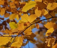 Fagus sylvatica - Groene beuk - 5