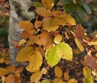 Fagus sylvatica - Groene beuk - 4