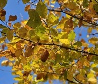 Fagus sylvatica - Groene beuk - 6