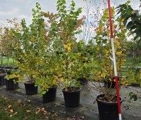 Tilia cordata 'Winter Orange' - Winterlinde - 1