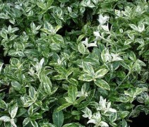 Kardinaalsmuts 'Harlequin' is een groenblijvende vaste plant