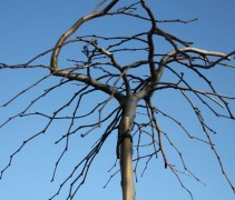 Prieel-iep, treurboom in winter zonder blad
