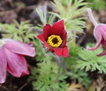 Pulsatilla rubra