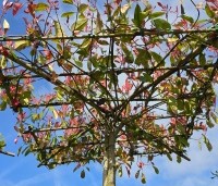 Photinia fraseri 'Red Robin'  - Glansmispel - 120x120cm dak