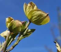Cornus 'Eddie's White Wonder' - Grootbloemige kornoelje - 1