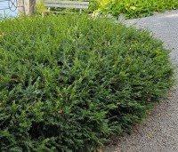 Taxus baccata - Venijnboom - 1