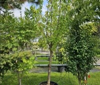 Prunus avium 'Sunburst' - Prunus avium 'Sunburst' - 3
