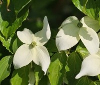 Cornus kousa 'White Dream' - Japanse grootbloemige kornoelje 'White Dream' - 2