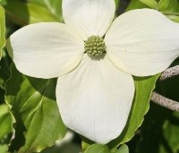 Cornus kousa 'White Dream' - Japanse grootbloemige kornoelje 'White Dream' - 3