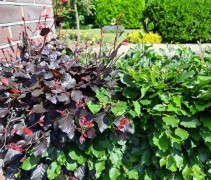 Beukenhaag gemengd rood en groenbladig