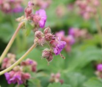 Geranium Macrorrhizum