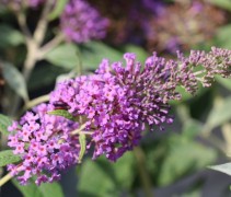 Vlinderstruik 'Lilac Chip' met lila bloemen voor de vlinders