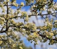 Malus Toringo 'Tina - Dwerg sierappeltje - 3