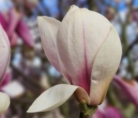 Magnolia soulangeana 'Sundew' - Magnolia 'Sundew' - 1