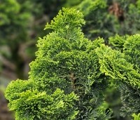 Chamaecyparis obtusa 'Nana Gracilis' - Japanse dwergcipres - 2