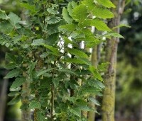 Koelreuteria paniculata 'Fastigiata' - Chinese Vernisboom zuilvorm - 5