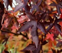 Liquidambar styraciflua 'Worplesdon' - Amberboom - 2