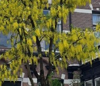 Laburnum wat. 'Vossii' - Goudenregen - 10