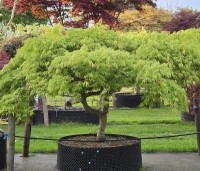 Acer palmatum 'Dissectum' - Japanse esdoorn 'Dissectum' - 1