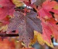 Acer rubrum 'Brandywine' - Acer rubrum 'Brandywine' - 1