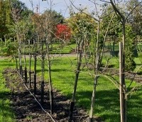 Crataegus leavigata 'Paul's Scarlet' - Rode Meidoorn - 1