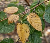 Betula utilis 'Doorenbos' - Himalayaberk - 1