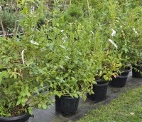 Vaccinium corymbosum 'Goldtraube 23' - Blauwe bes Goldtraube 23 - 3