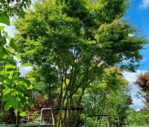 Acer palmatum, japanse esdoorn