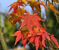 Acer palm. 'Ryusen' - Acer palm. 'Ryusen' - herfstkleuren van deze treurvormige Japanse Esdoorn.