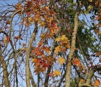 Acer palm. 'Ryusen' - Acer palm. 'Ryusen' - 1