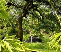 Acer palmatum 'Dissectum' - Japanse esdoorn 'Dissectum' - 2