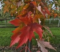Acer x freemanii 'Autumn Blaze' - Acer x freemanii 'Autumn Blaze' (Jeffersred) - 2