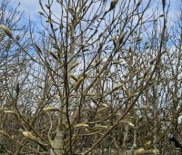 Magnolia 'Wada's Memory' - Magnolia 'Wada's Memory' - 2